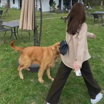 彼得的龙